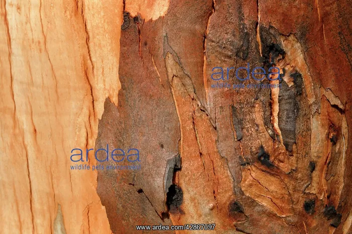 : Detail of bark on Gum tree after bush fire : Detail of bark on Gum tree after bush fire