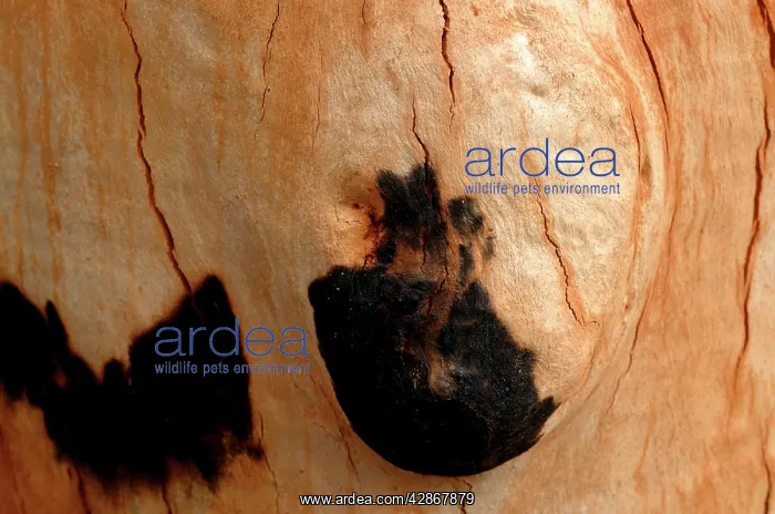 : Detail of bark on Gum tree after bush fire : Detail of bark on Gum tree after bush fire