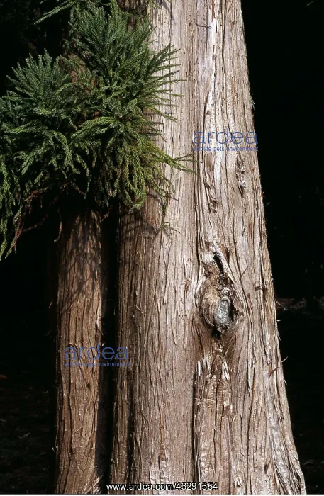 : BARK of JAPANESE RED CEDAR : BARK of JAPANESE RED CEDAR