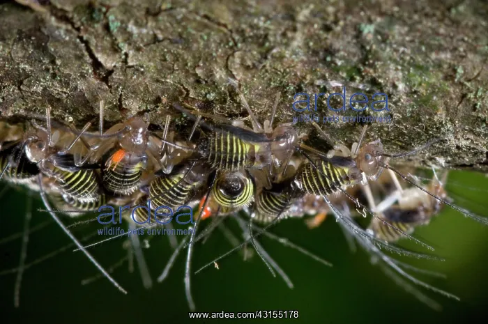 : Bark Lice (Cerastipsocus venosus) grazing on the surface of an alder tree : Bark Lice (Cerastipsocus venosus) grazing on the surface of an alder tree