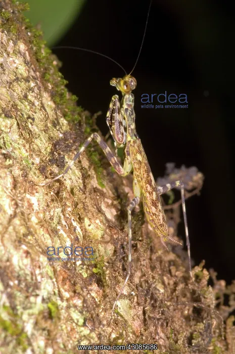 : Bark Mantid : Bark Mantid
