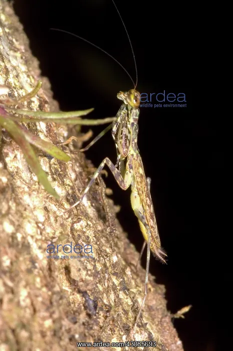: Bark Mantid : Bark Mantid