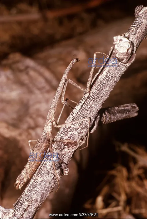 : Bark Mantis - cryptic coloration : Bark Mantis - cryptic coloration
