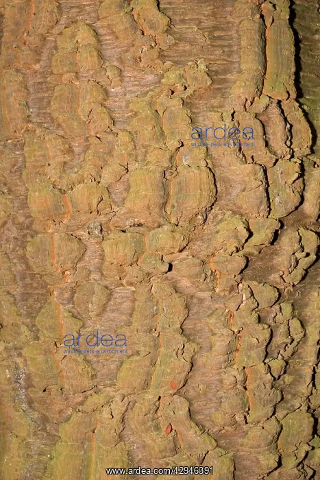  : Bark of Monkey Puzzle tree