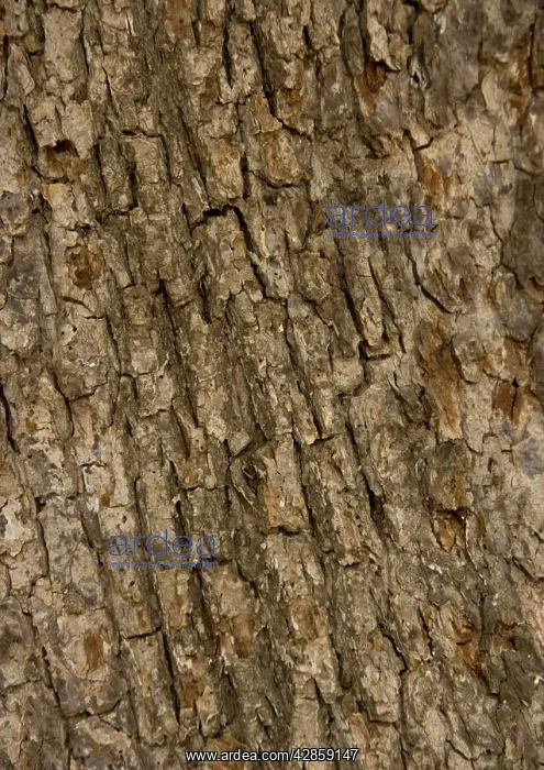 : Bark of old field Maple tree : Bark of old field Maple tree