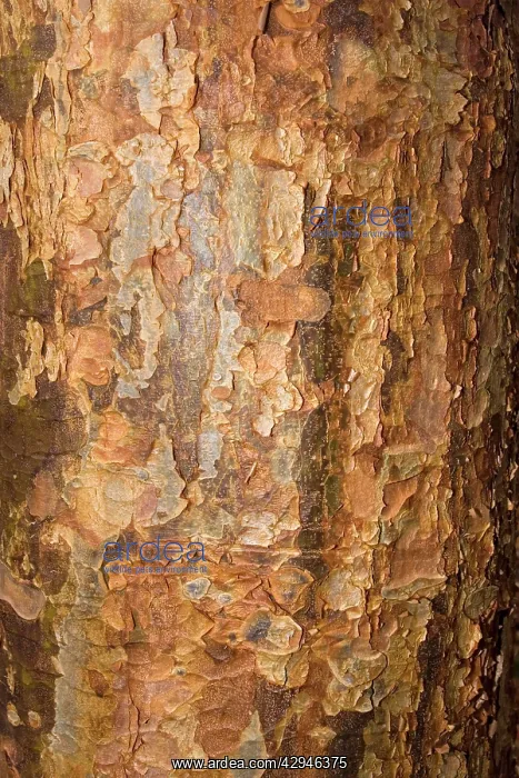 : Bark of paperback maple : Bark of paperback maple