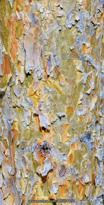 : Bark of a pine (Pinus). Autumn in a mixed forest : Bark of a pine (Pinus). Autumn in a mixed forest