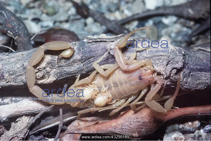 : BARK SCORPIAN - with young on back : BARK SCORPIAN - with young on back