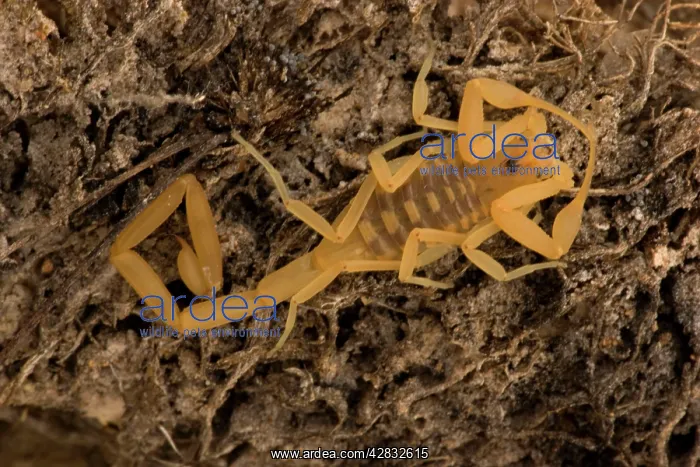 : Bark Scorpion : Bark Scorpion