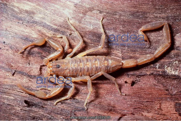 : BARK SCORPION - FROM ABOVE : BARK SCORPION - FROM ABOVE