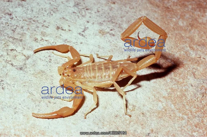 : BARK SCORPION - FROM ABOVE : BARK SCORPION - FROM ABOVE
