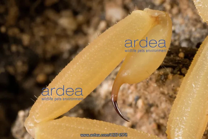 : Bark Scorpion (Centruroides exilicauda) - Close-up of telson : Bark Scorpion (Centruroides exilicauda) - Close-up of telson
