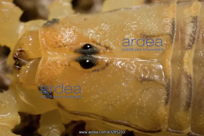 : Bark Scorpion (Centruroides exilicauda) - Closeup of head - : Bark Scorpion (Centruroides exilicauda) - Closeup of head -