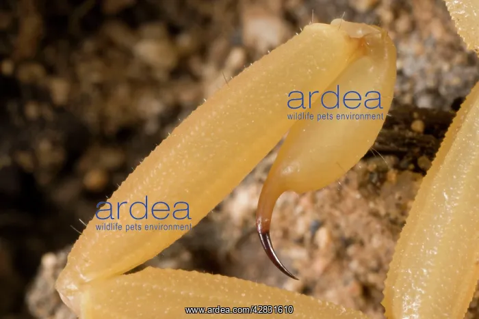 : Bark Scorpion - close-up of telson (stinger) : Bark Scorpion - close-up of telson (stinger)