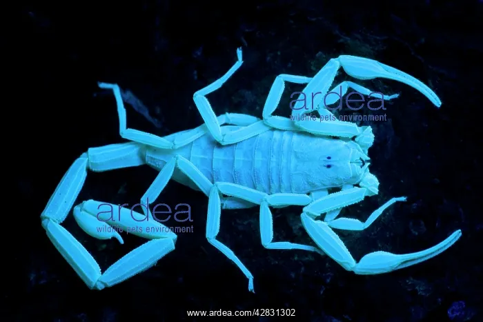 : Bark Scorpion - photographed under UV light : Bark Scorpion - photographed under UV light