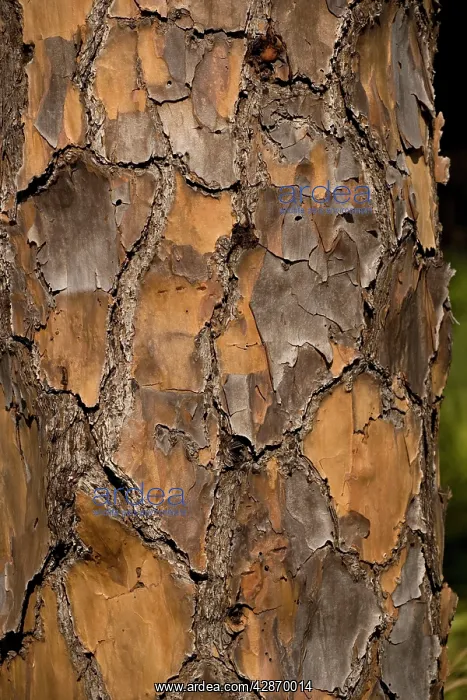 : Bark of slash pine : Bark of slash pine