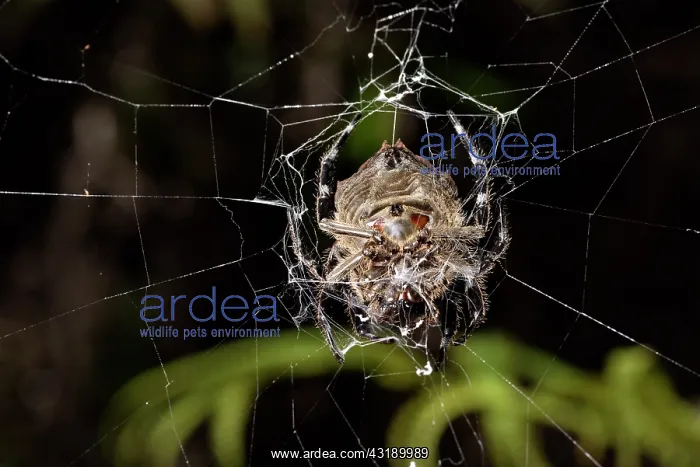 : Bark spider (Caerostris extrusa) on his web, Andasibe : Bark spider (Caerostris extrusa) on his web, Andasibe