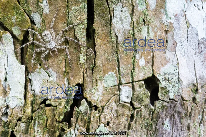 : Bark Spider, Choce colombiano, Ecuador : Bark Spider, Choce colombiano, Ecuador