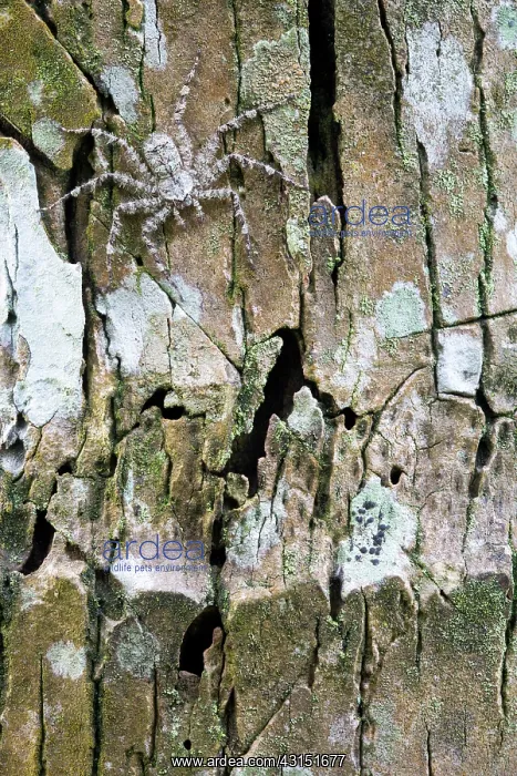 : Bark Spider, Choce colombiano, Ecuador : Bark Spider, Choce colombiano, Ecuador