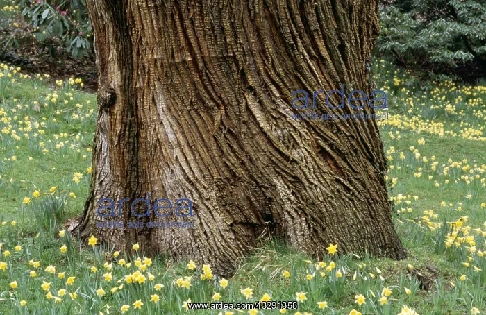 : BARK of SWEET CHESNUT - Daffodils at bottom of trunk : BARK of SWEET CHESNUT - Daffodils at bottom of trunk