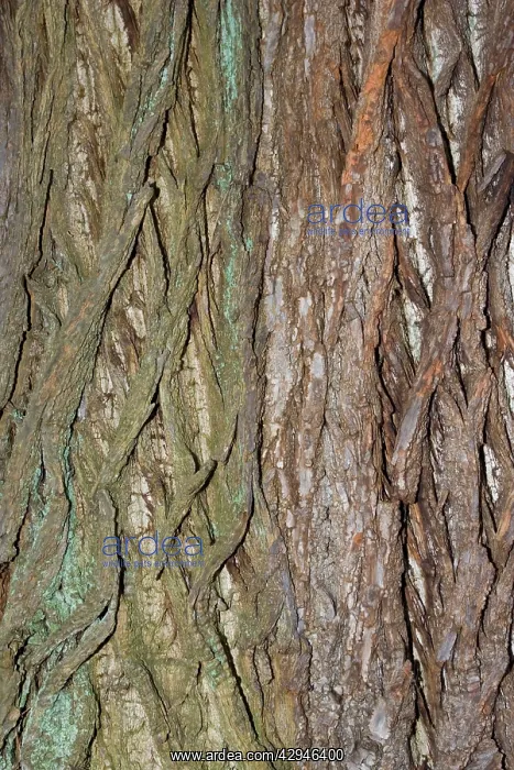 : Bark of Sweet Chestnut : Bark of Sweet Chestnut