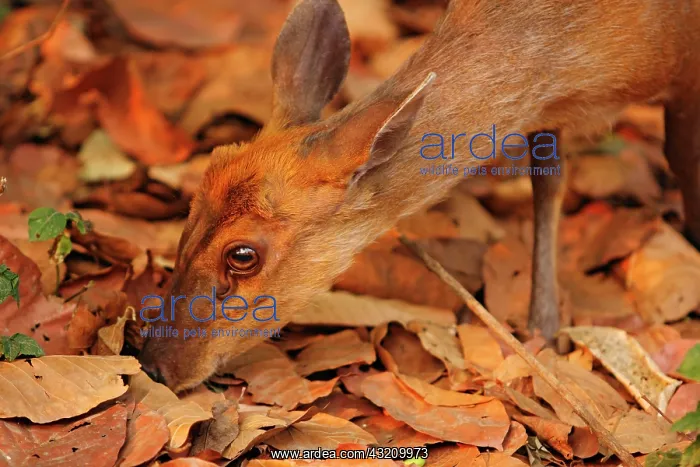 : Barking Deer on look out for food, Corbett : Barking Deer on look out for food, Corbett
