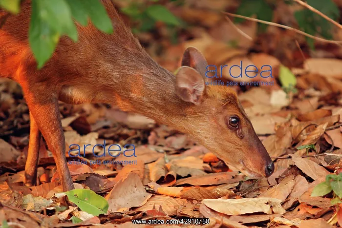 : Barking Deer looking for food : Barking Deer looking for food