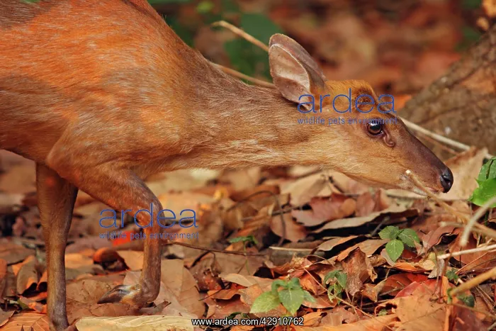 : Barking Deer looking for food : Barking Deer looking for food