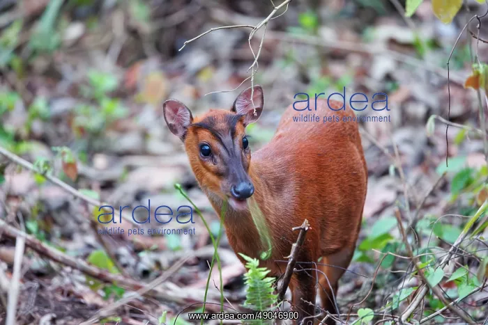  : Barking Deer (Muntiacus muntjak)