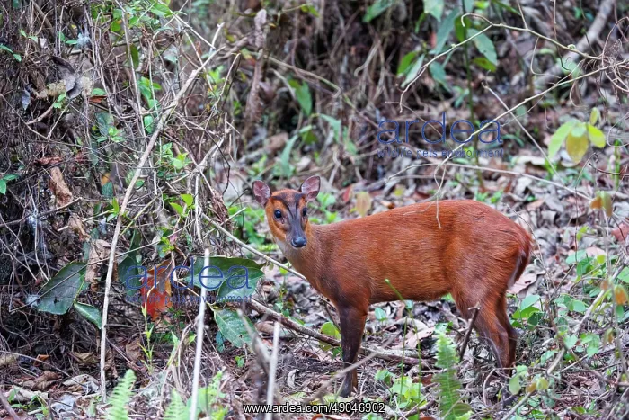 : Barking Deer (Muntiacus muntjak) : Barking Deer (Muntiacus muntjak)