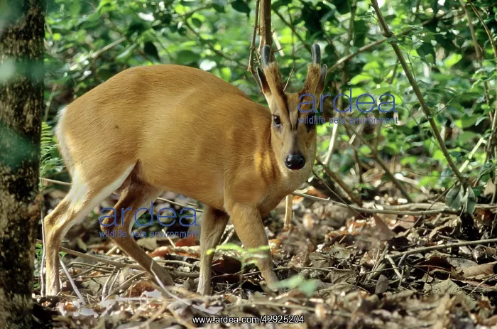 : Barking Deer / Muntjac - In the Sal forest : Barking Deer / Muntjac - In the Sal forest