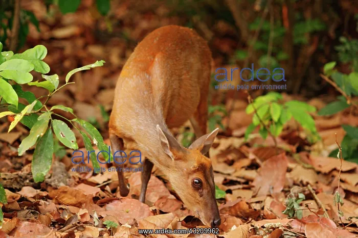 : Barking Deer in search for food, Corbett : Barking Deer in search for food, Corbett