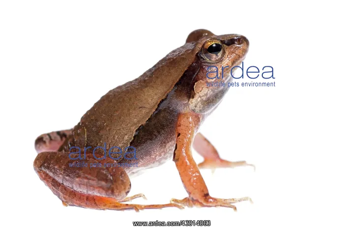 : Barking Frog (Physalaemus cuvieri) isolated : Barking Frog (Physalaemus cuvieri) isolated