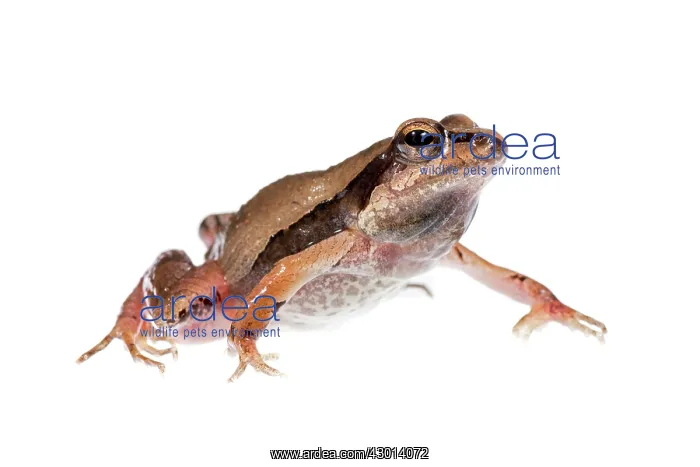 : Barking Frog (Physalaemus cuvieri) isolated : Barking Frog (Physalaemus cuvieri) isolated