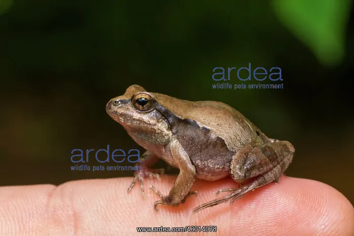 : Barking Frog (Physalaemus cuvieri) on photographer finger : Barking Frog (Physalaemus cuvieri) on photographer finger