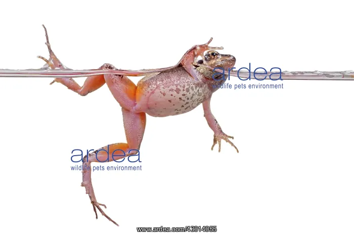 : Barking Frog (Physalaemus cuvieri) swimming : Barking Frog (Physalaemus cuvieri) swimming