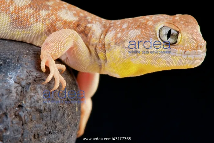  : Barking gecko (Ptenopus garrulus maculatus), Namibia