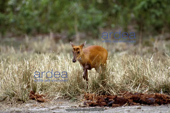 : BARKING / MUNTJAC DEER : BARKING / MUNTJAC DEER