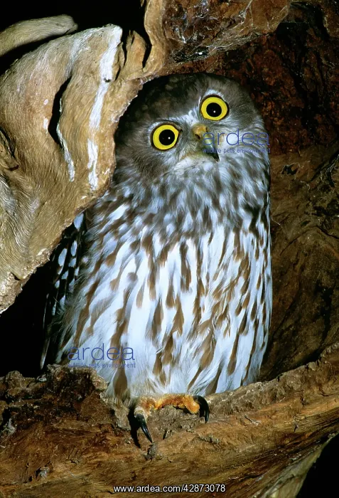 : Barking Owl : Barking Owl