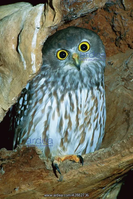 : Barking Owl : Barking Owl