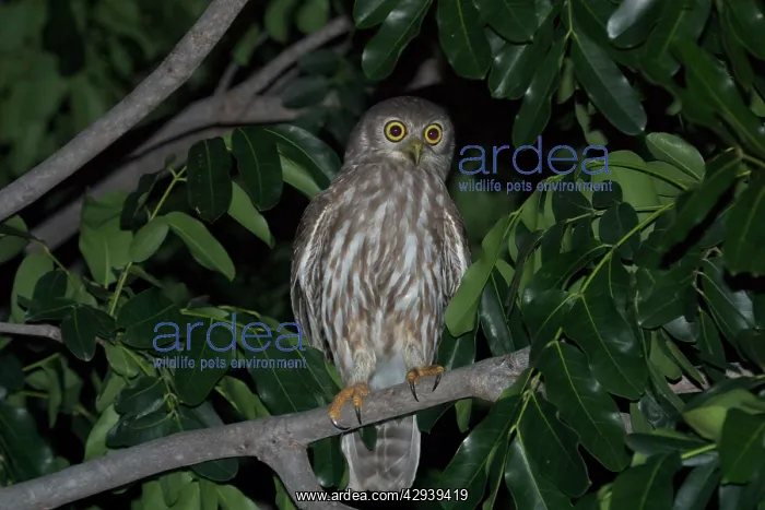 : Barking Owl : Barking Owl