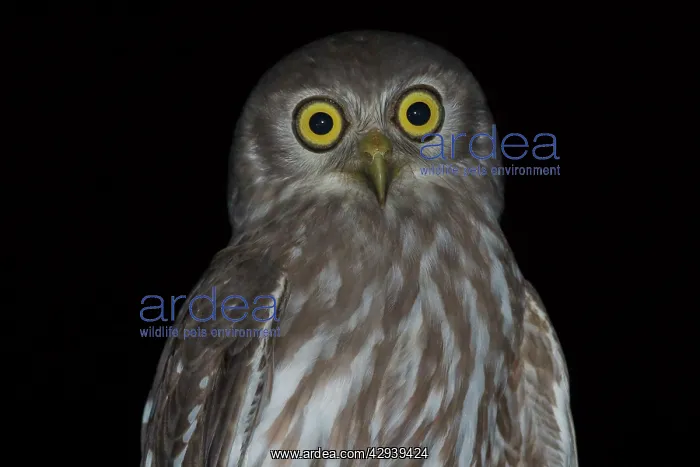 : Barking Owl - close-up : Barking Owl - close-up