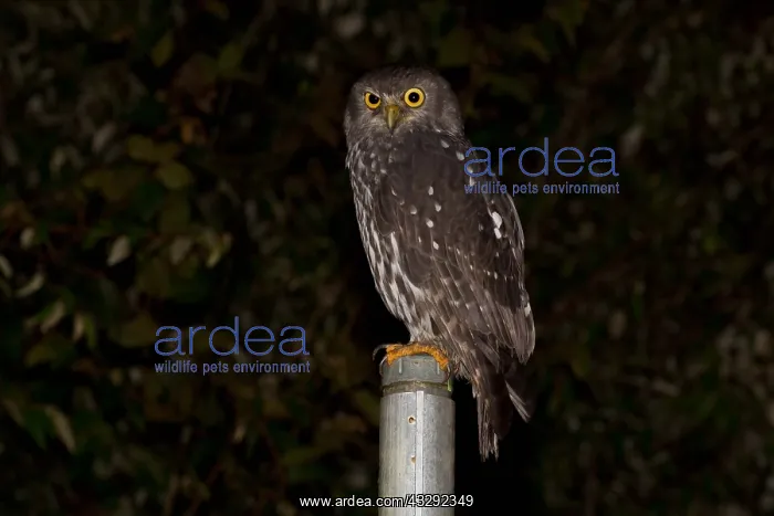 : Barking Owl - Perched on a pole - Malanda - Atherton : Barking Owl - Perched on a pole - Malanda - Atherton