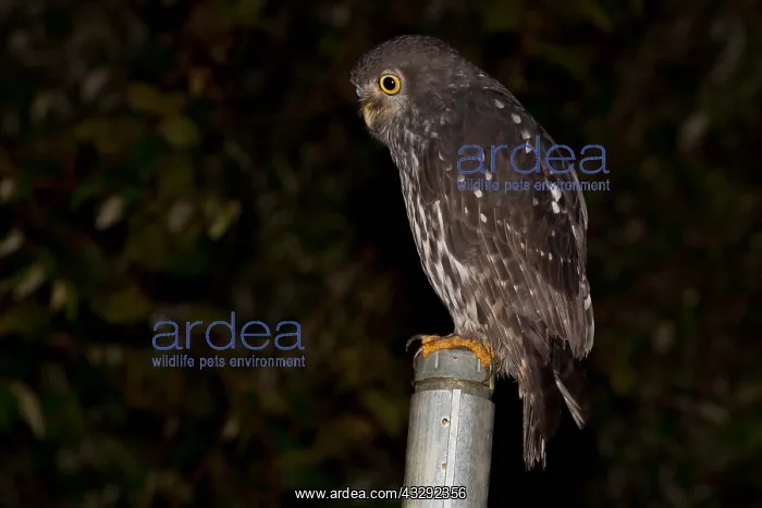 : Barking Owl - Perched on a pole - Malanda - Atherton : Barking Owl - Perched on a pole - Malanda - Atherton
