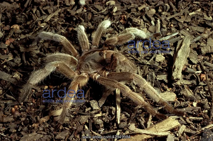 : Barking spider / Bird-eating spider - Also called : Barking spider / Bird-eating spider - Also called