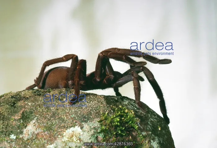 : Barking Spider - Sitting on rock : Barking Spider - Sitting on rock