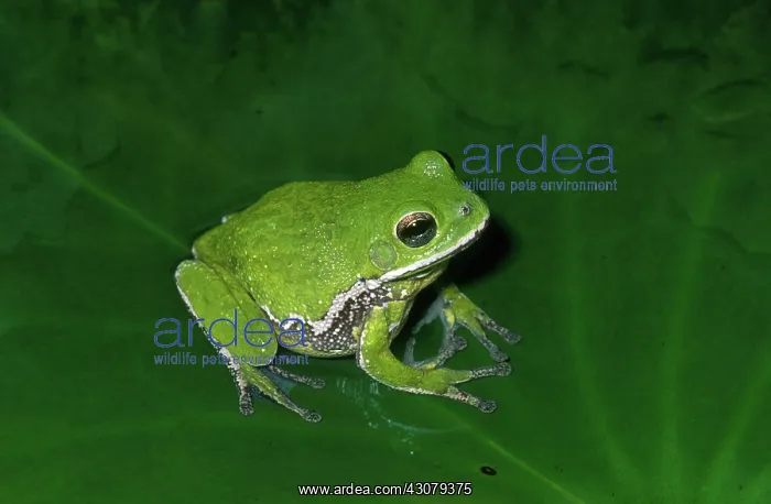 : Barking Tree Frog : Barking Tree Frog