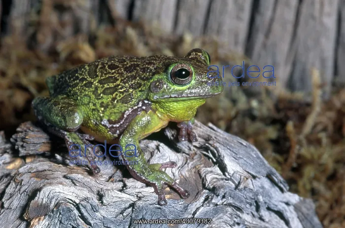 : Barking Tree Frog : Barking Tree Frog