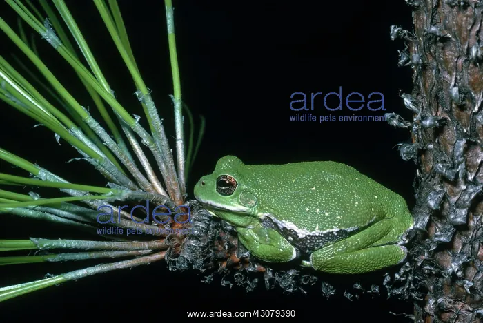 : Barking Tree Frog : Barking Tree Frog