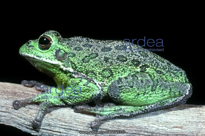 : Barking Tree Frog : Barking Tree Frog